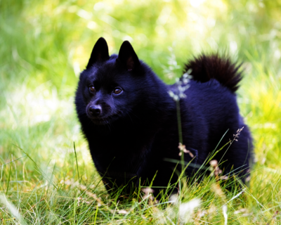 calendrier 2025 schipperke