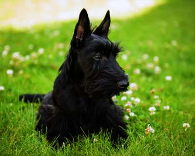 calendrier 2025 scottish terrier