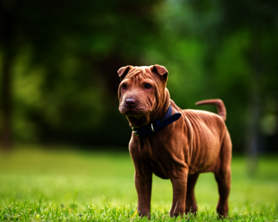 calendrier 2025 shar pei