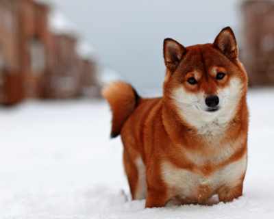 calendrier 2025 Shiba inu