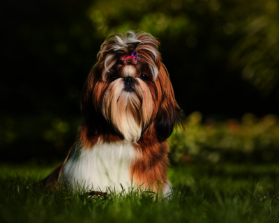 calendrier 2025 shih Tzu