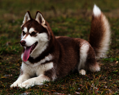 calendrier 2025 siberian husky