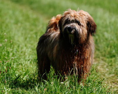 calendrier 2025 terrier du tibet