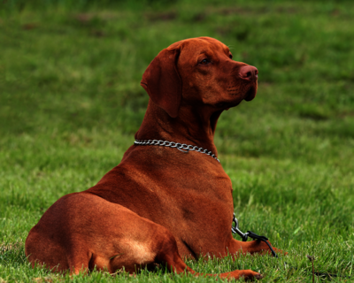 calendrier 2025 vizsla