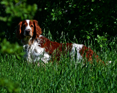 calendrier 2025 welsh springer spaniel 