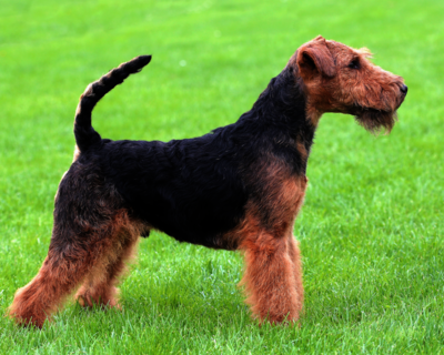 calendrier 2025 welsh terrier