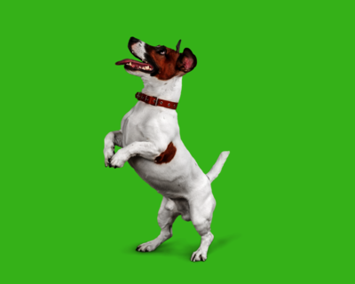 Calendriers 2026 Chiens de Race