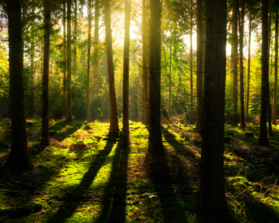 Calendrier 2026 Forêt et Arbre