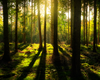 calendrier 2025 forêt et arbre