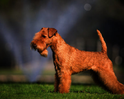 calendrier 2025 lakeland terrier