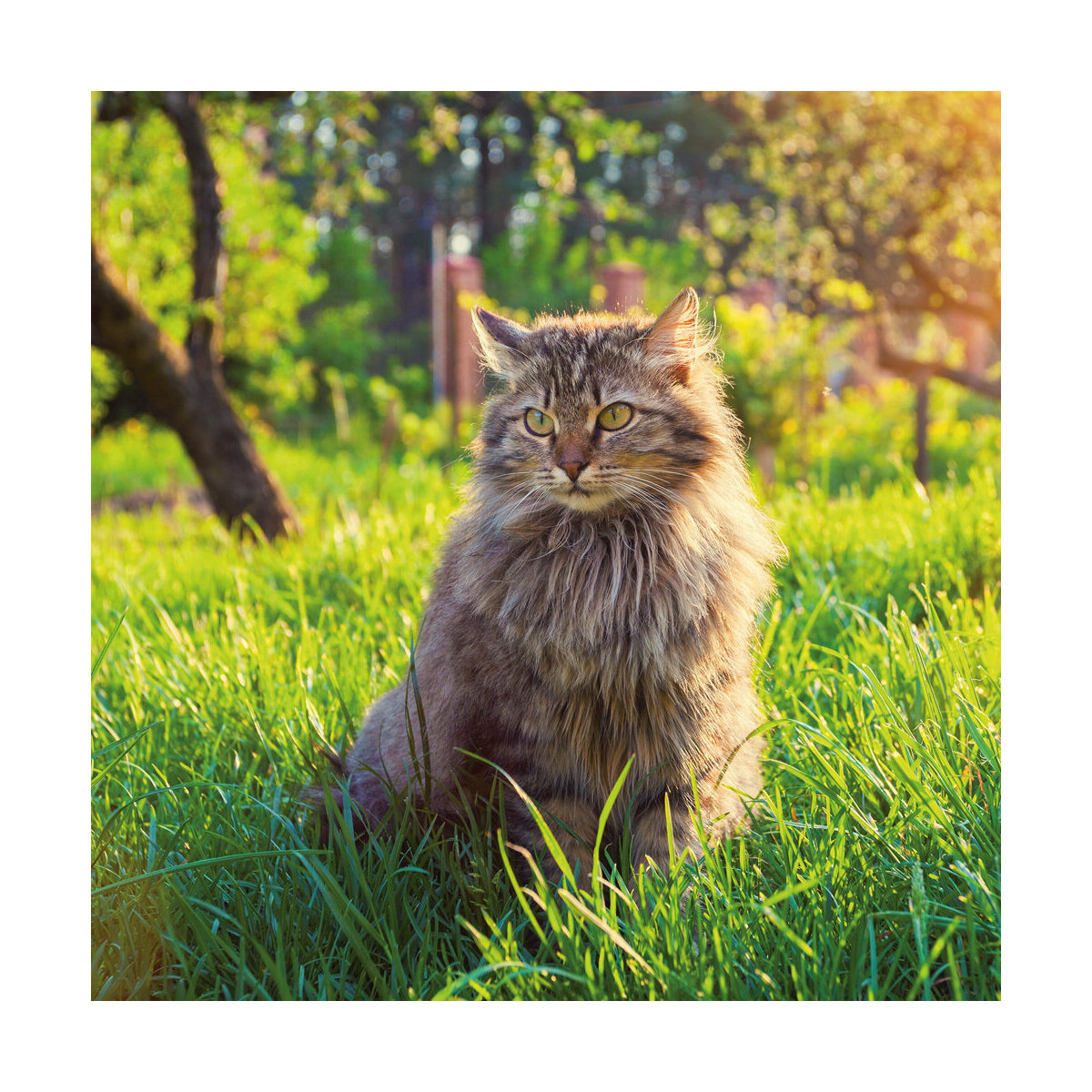 calendrier 2019 chat nature