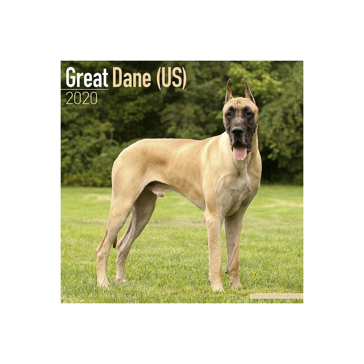 calendrier Dogue allemand oreilles coupées 2020