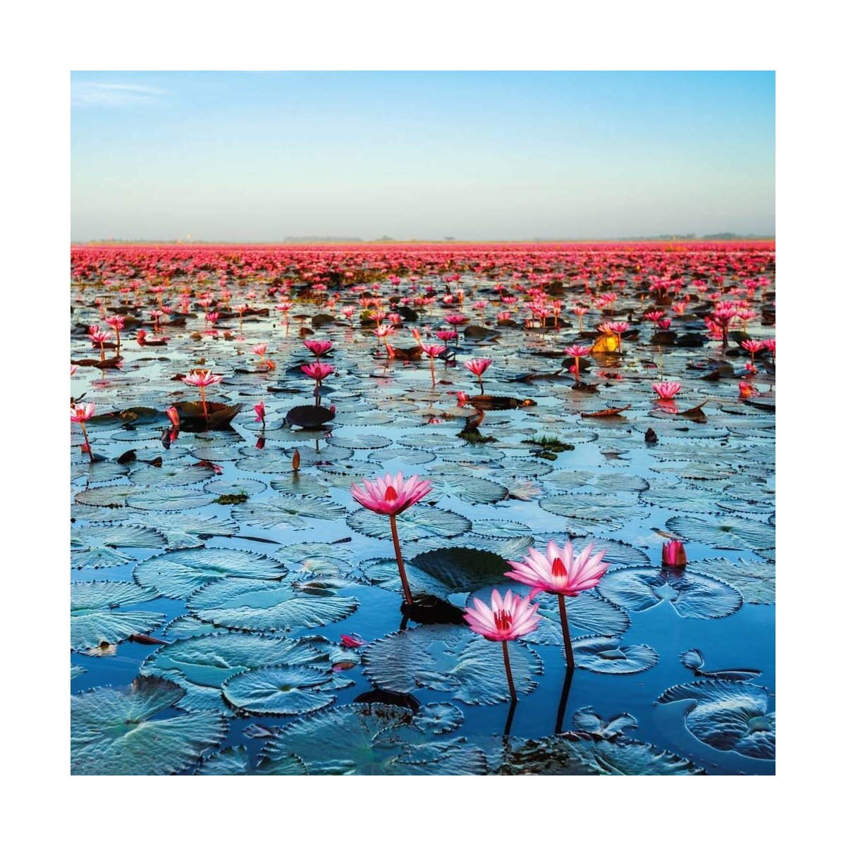Calendrier 2020 Lotus Feng shui