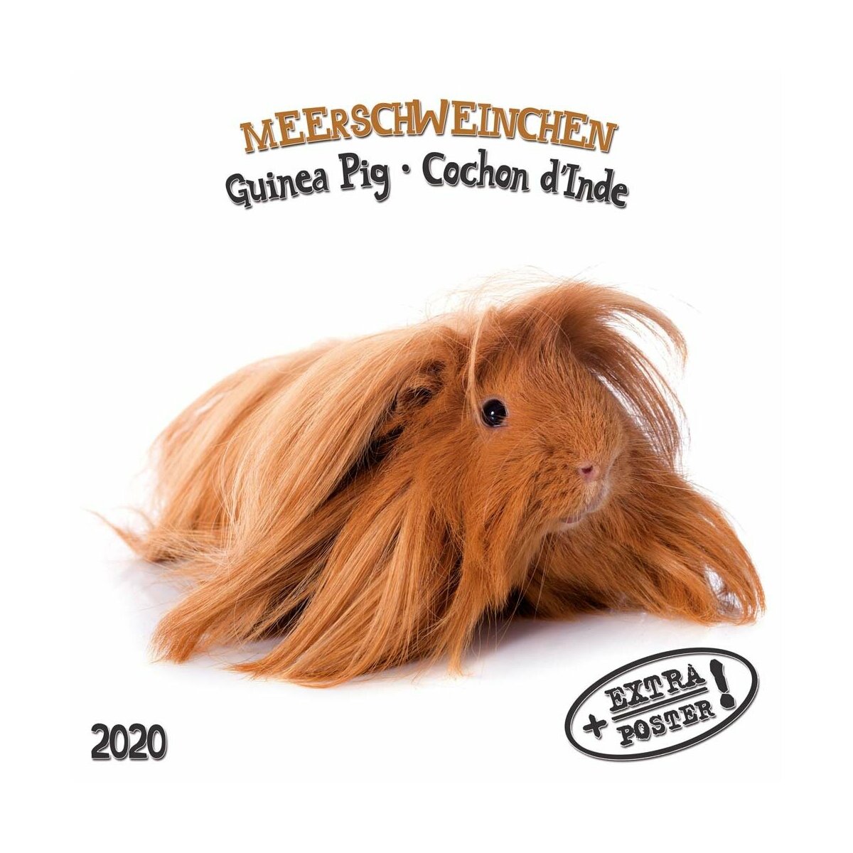 Calendrier 2020 Cochon d'Inde AVEC POSTER OFFERT