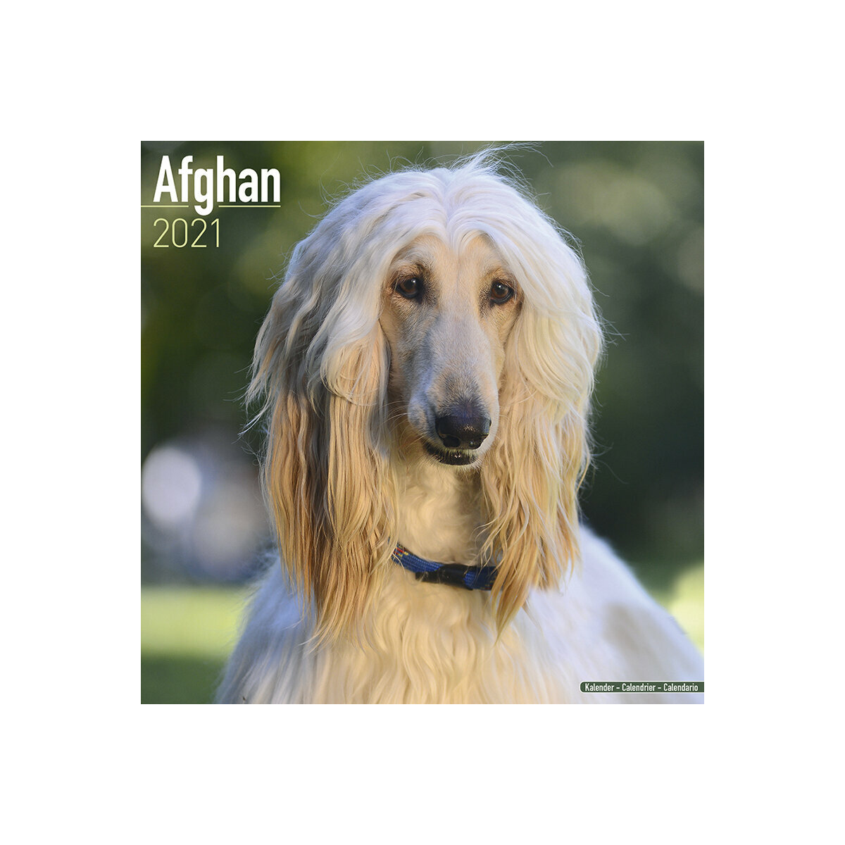 Calendrier Levrier Afghan 2021 calendrier persan 2021