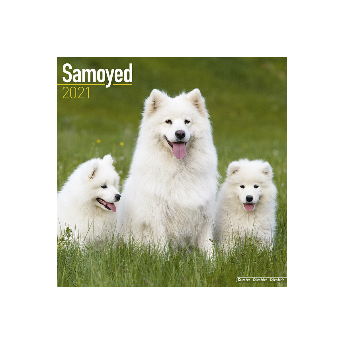 Calendrier Samoyede 2021