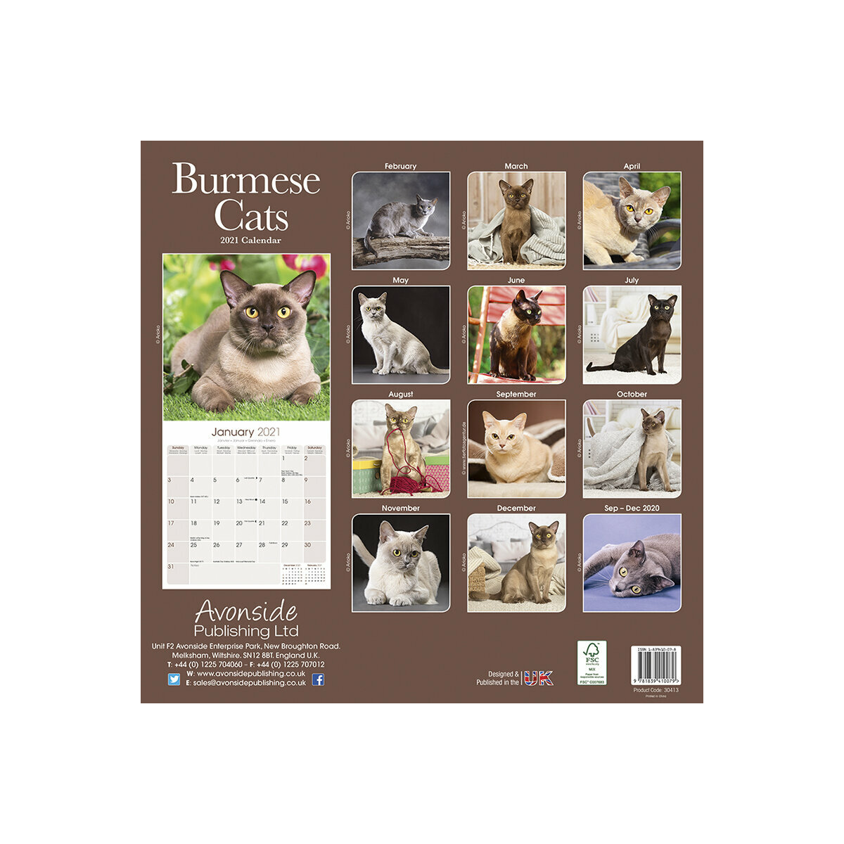 Calendrier Chat Burmese 21