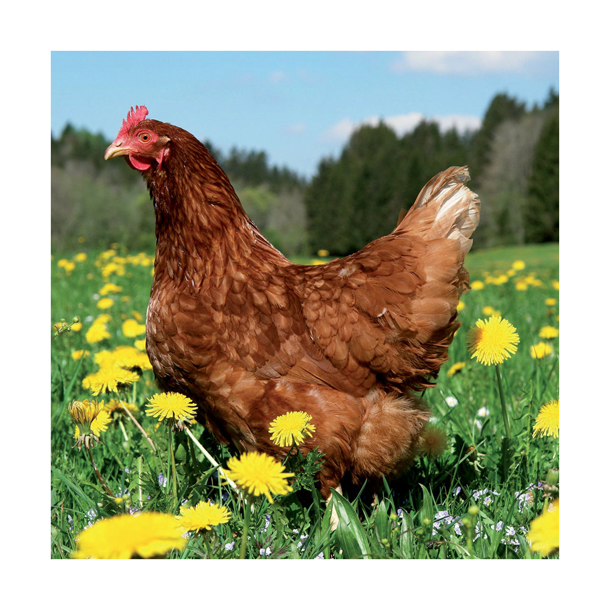 Calendrier 21 Poule Calendrier 21 Poule