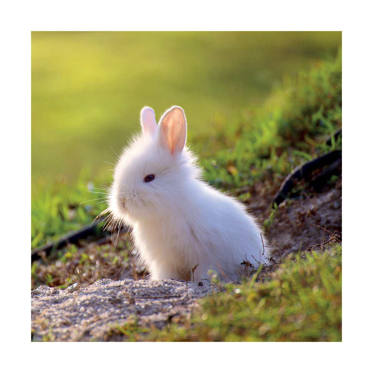 Calendrier 21 Lapin Mignon Calendrier 21 Lapin Mignon
