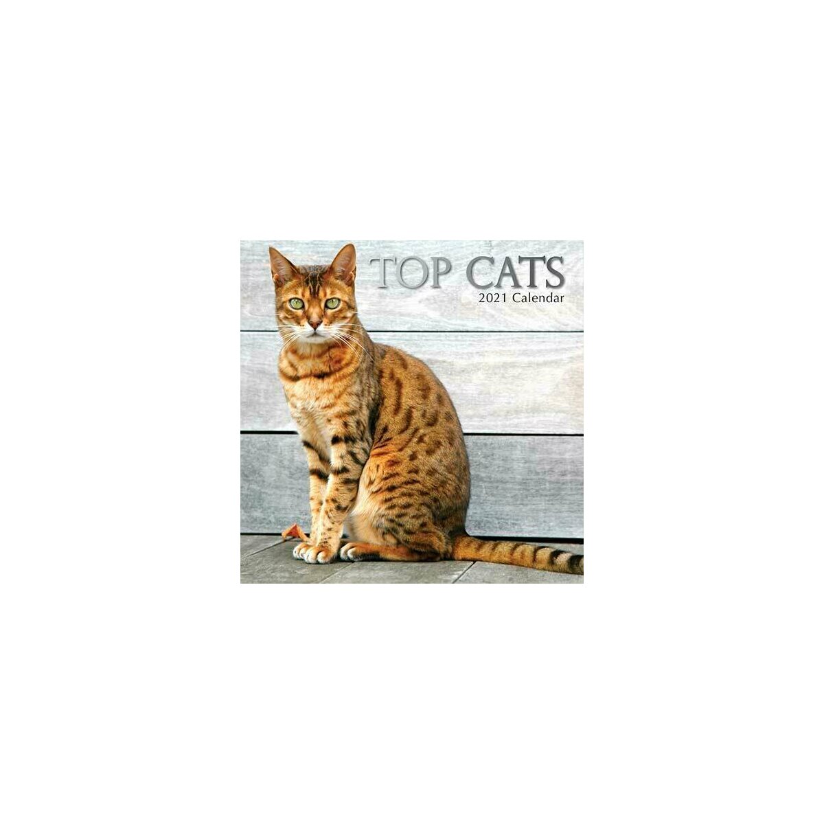 Calendrier 21 Chat De Race Calendrier 21 Chat De Race