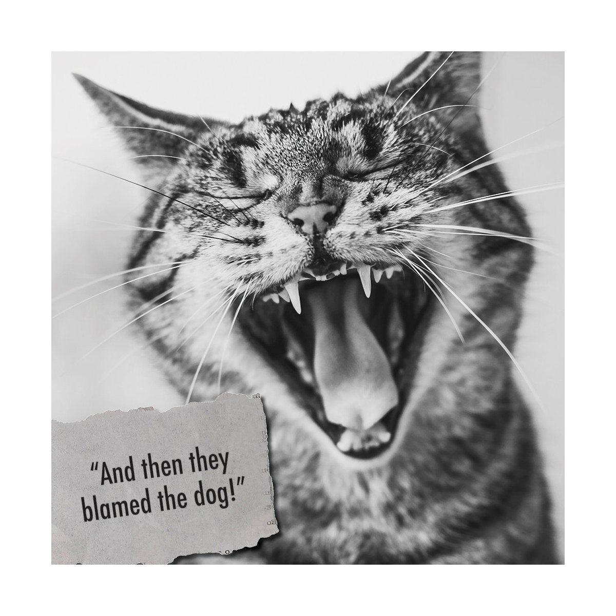 Calendrier 21 Humour De Chat