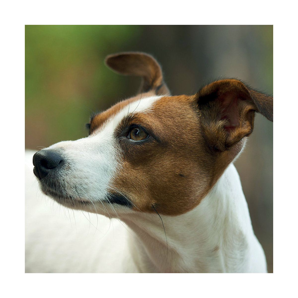 calendrier Jack russell 2021