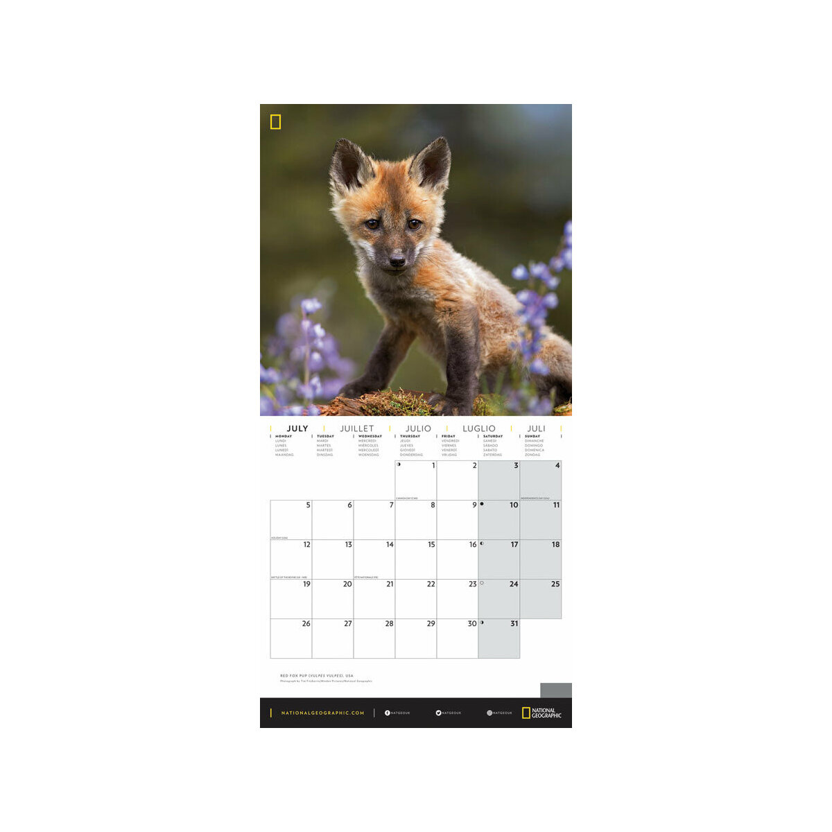 Calendrier 2021 Renard National Geographic calendrier mars 2021 renard