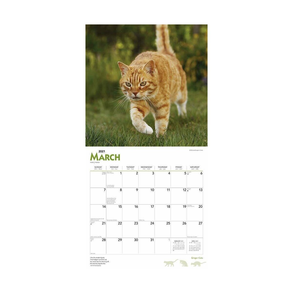 Calendrier Chat Roux 2021 calendrier roux 2021