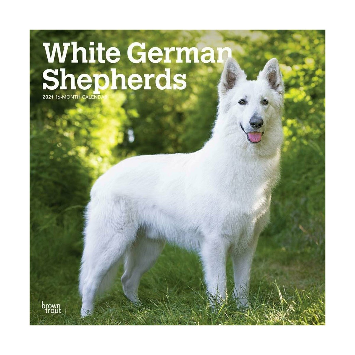 Calendrier 2021 Berger Blanc Suisse