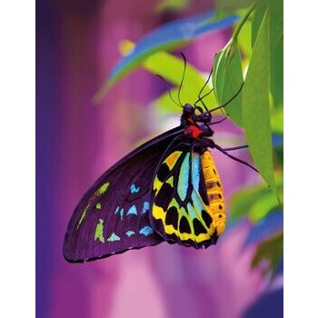 Carnet de note papillon Carnet de note papillon