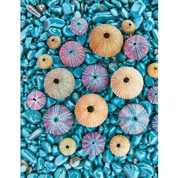 Carnet de note coquillage Carnet de note coquillage