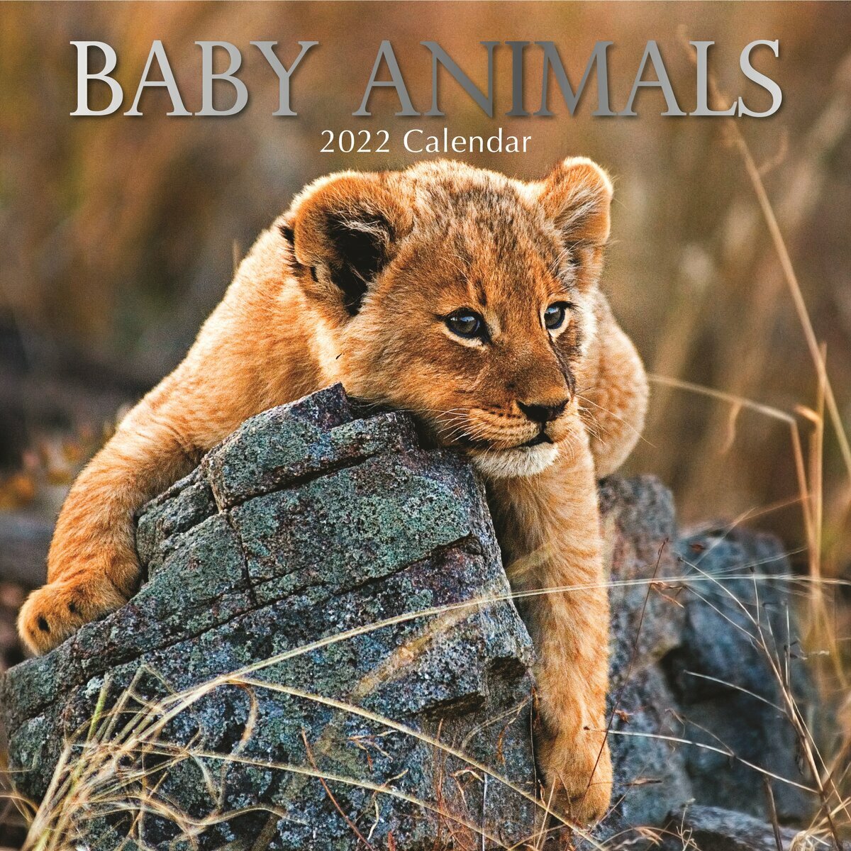 Calendrier 22 Bebe Animaux Calendrier 22 Bebe Animaux