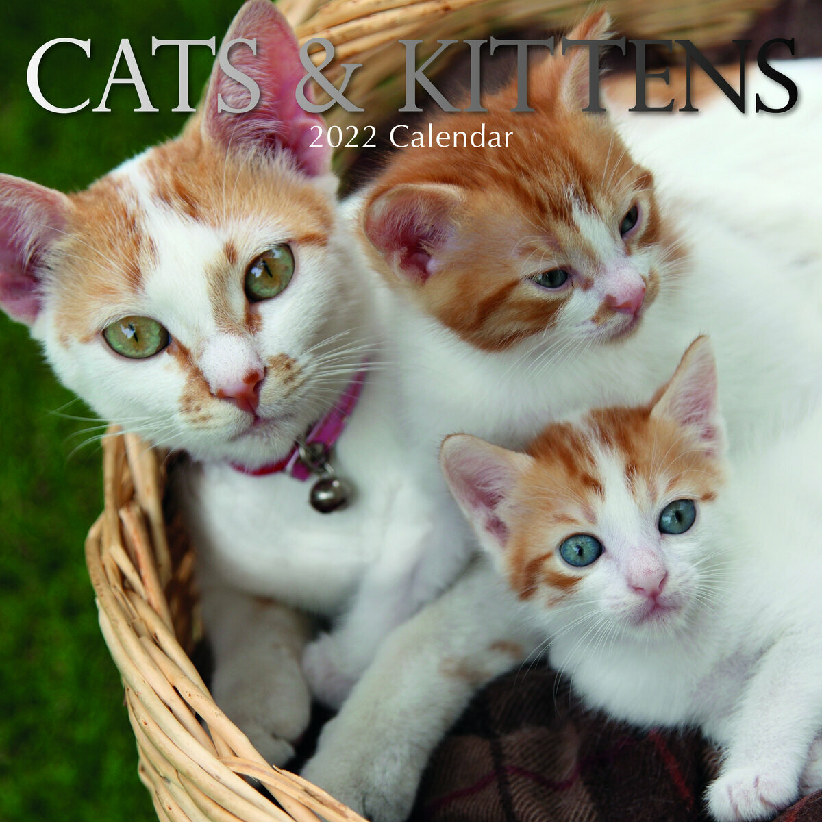 Calendrier 2022 Chat et chaton