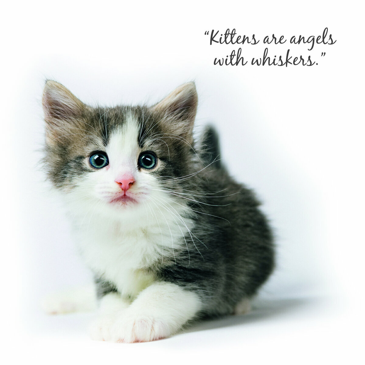 Chaton Mignon Photo Chaton Mignon Photo