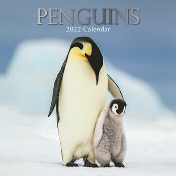 Calendrier 2022 Pingouin