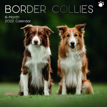 Calendrier 2022 Border collie