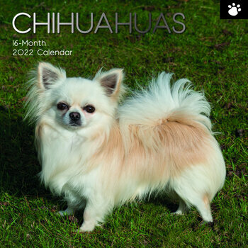 Calendrier 2022 Chihuahua