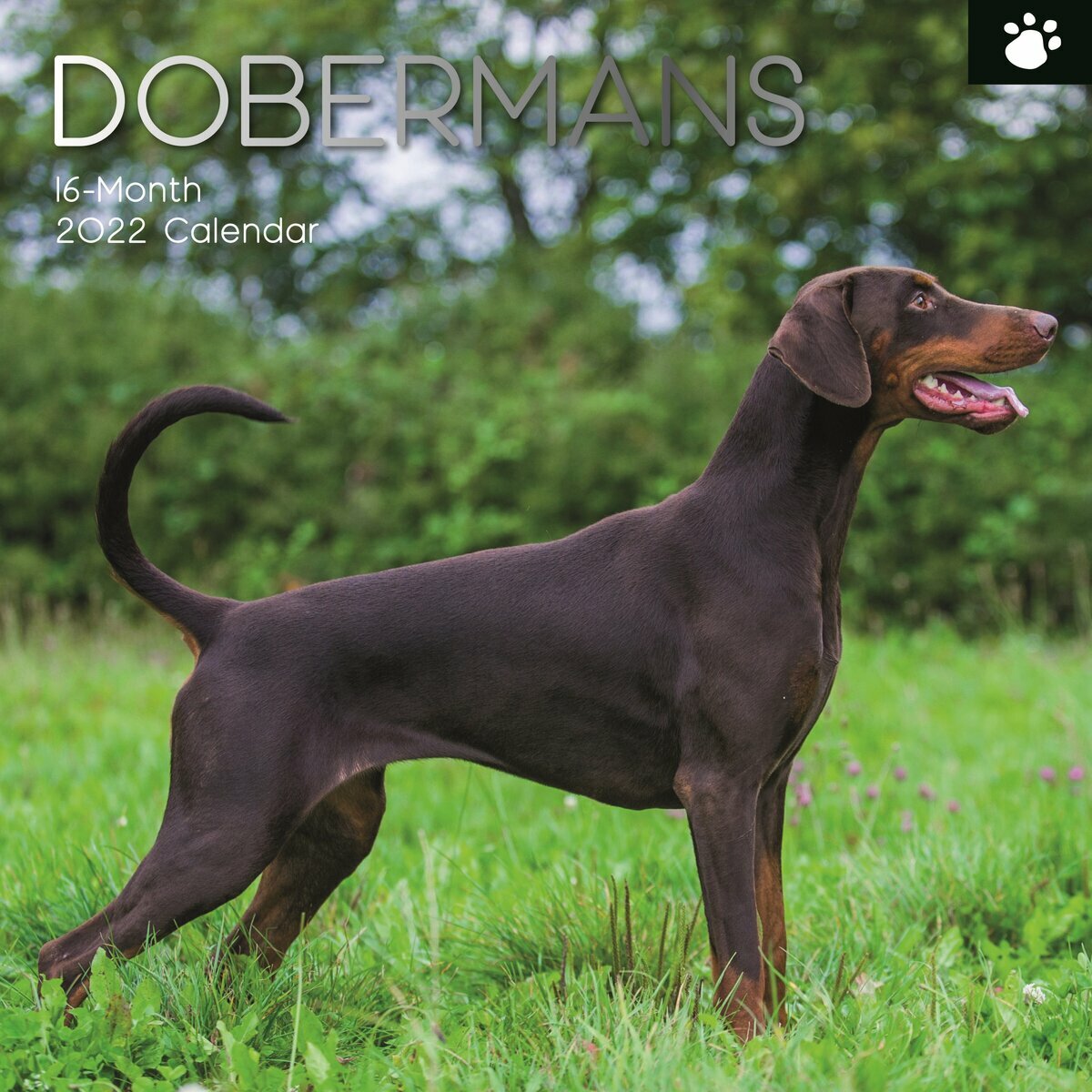 Calendrier Doberman 2022