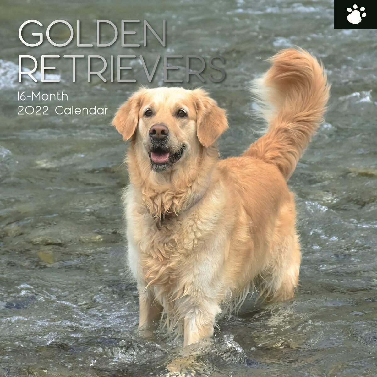 calendrier Golden retriever 2022 calendrier Golden retriever 2022