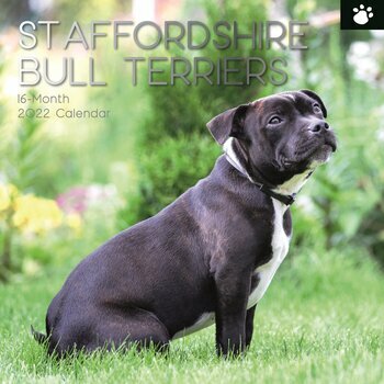 Calendrier 2022 Staffordshire bull terrier