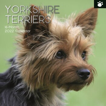 Calendrier 2022 Yorkshire terrier
