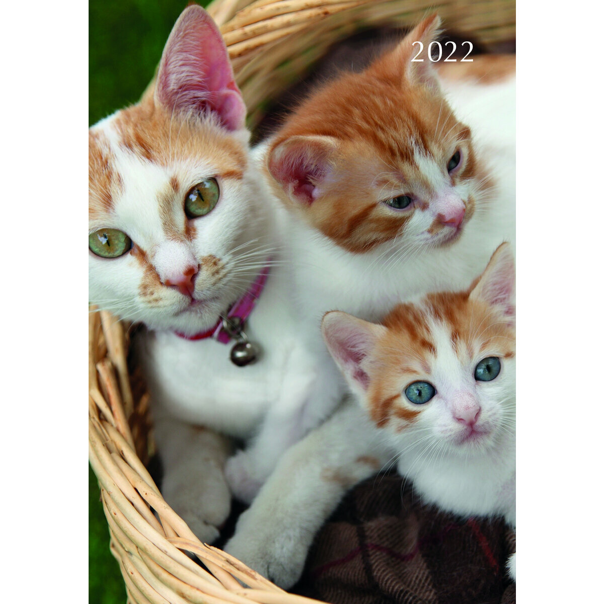 Agenda Chat Et Chaton 22