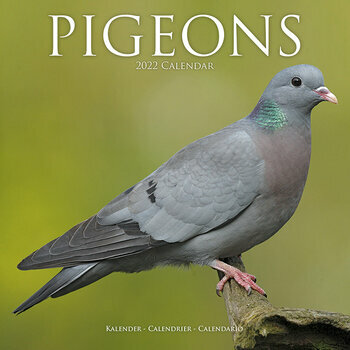 Calendrier 2022 Pigeon