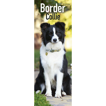 Calendrier 2022 Border collie slim