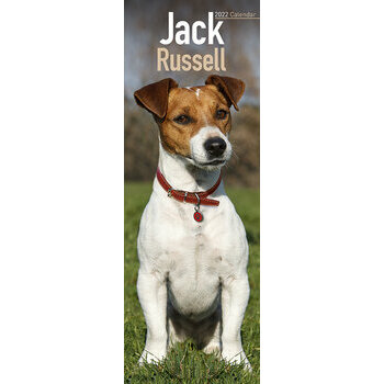 Calendrier 2022 Jack russell terrier slim