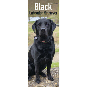 Calendrier 2022 Labrador noir slim