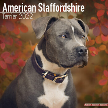 Calendrier 2022 American staffordshire terrier