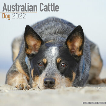 Calendrier 2022 Australian cattle dog