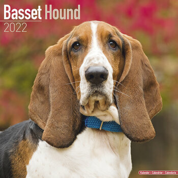 Calendrier 2022 Basset hound
