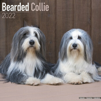 Calendrier 2022 Bearded collie